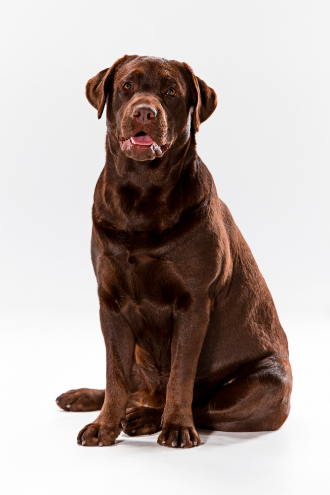 Avocat pour contestation de placement d'un chien
