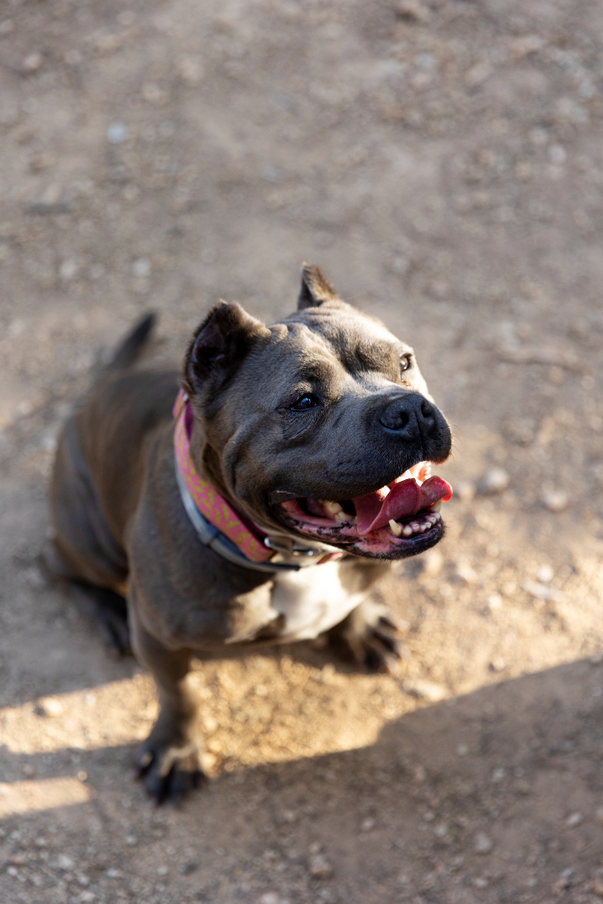 Avocat pour contestation de placement d'un chien