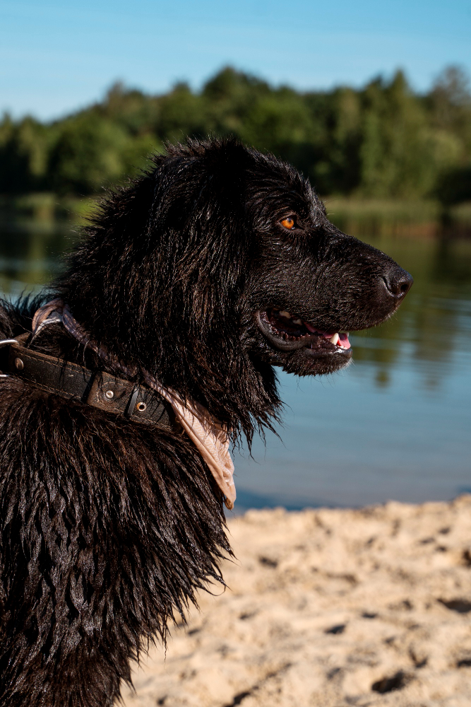 Avocat pour contestation de placement d'un chien